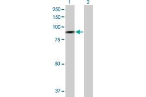 Western Blot analysis of SELP expression in transfected 293T cell line by SELP MaxPab polyclonal antibody.