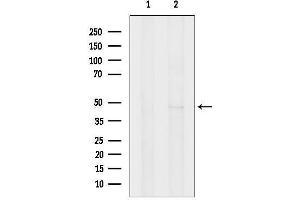 anti-Growth Differentiation Factor 11 (GDF11) (Internal Region) antibody