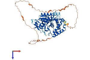 AlphaFold protein structure predicition of Mouse Recombinant Cgas Protein, UniprotID Q8C6L5