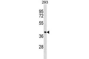 FDPS Antibody (N-term) western blot analysis in 293 cell line lysates (35µg/lane).