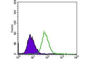 Flow cytometric analysis of HepG2 cells using EGFR mutant mouse mAb (green) and negative control (purple). (EGFR Mutant (AA 693-893) anticorps)