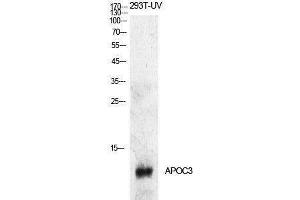 Western Blotting (WB) image for anti-Apolipoprotein C-III (APOC3) (Internal Region) antibody (ABIN3178896) (APOC3 anticorps  (Internal Region))