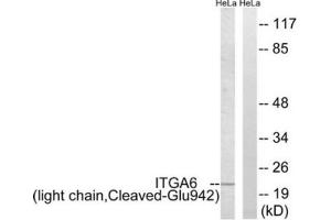 Western blot analysis of extracts from HeLa cells treated with etoposide (25uM, 24hours), using ITGA6 (light chain, Cleaved-Glu942) antibody. (ITGA6 anticorps  (Cleaved-Glu942))