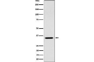 Western blot analysis of ARPC2 expression in 293 cell lysate.