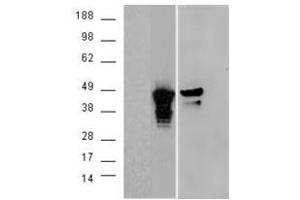 Image no. 2 for anti-Aurora Kinase A (AURKA) (C-Term) antibody (ABIN374071) (Aurora A anticorps  (C-Term))