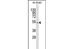 TBX15 Antibody (N-term) (ABIN1539402 and ABIN2849989) western blot analysis in mouse liver tissue lysates (35 μg/lane). (T-Box 15 anticorps  (N-Term))