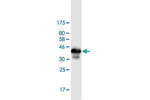 Western Blot detection against Immunogen (36. (ZBTB6 anticorps  (AA 121-220))