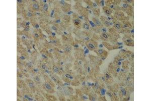 Immunohistochemistry of paraffin-embedded Mouse heart using CCBL1 Polyclonal Antibody at dilution of 1:100 (40x lens). (CCBL1 anticorps)