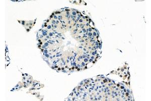 ABIN6260361 and ABIN6266793 at 1/100 staining Mouse testis tissue by IHC-P. (C1orf57 anticorps  (C-Term))