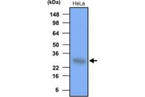 Western blot analysis of HeLa cell lysate (each 30 ug) was resolved by SDS - PAGE , transferred to PVDF membrane and probed with HSPB1 monoclonal antibody , clone 2A5 (1 : 1000) .