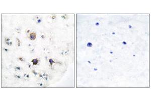 Immunohistochemistry (IHC) image for anti-Ephrin B3 (EFNB3) (C-Term) antibody (ABIN1848524) (Ephrin B3 anticorps  (C-Term))