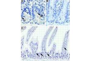 Immunohistochemistry (IHC) image for anti-Doublecortin-Like Kinase 1 (DCLK1) antibody (ABIN2895813) (DCLK1 anticorps)