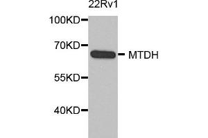 Western blot analysis of extract of various cells, using MTDH antibody. (MTDH anticorps)