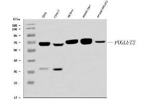 Western blot analysis of POGLUT3 using anti-POGLUT3 antibody (ABIN7825696). (POGLUT3 (AA 48-499) anticorps)