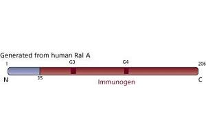 Image no. 2 for anti-Ras-related Protein Ral-A (rala) (AA 35-206) antibody (ABIN967836) (rala anticorps  (AA 35-206))