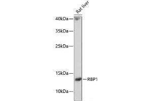 Western blot analysis of extracts of Rat liver using RBP1 Polyclonal Antibody at dilution of 1:1000. (RBP1 anticorps)