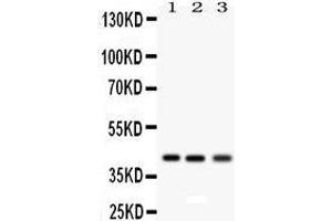 Anti- RAGE Picoband antibody, Western blotting All lanes: Anti RAGE  at 0.