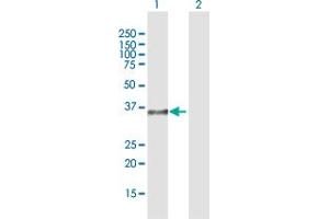 Western Blot analysis of DPPA4 expression in transfected 293T cell line by DPPA4 MaxPab polyclonal antibody. (DPPA4 anticorps  (AA 1-294))