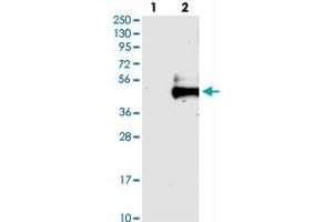 Western blot analysis of Lane 1: Negative control (vector only transfected HEK293T lysate), Lane 2: Over-expression Lysate (Co-expressed with a C-terminal myc-DDK tag (~3. (FSTL1 anticorps)