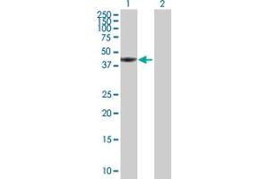 Western Blot analysis of TWF1 expression in transfected 293T cell line by TWF1 MaxPab polyclonal antibody. (TWF1 anticorps  (AA 1-384))