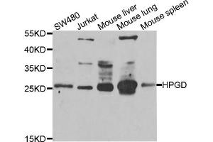 Western blot analysis of extracts of various cell lines, using HPGD antibody (ABIN5975270) at 1/1000 dilution. (HPGD anticorps)