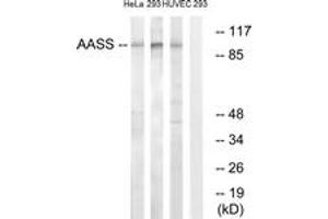 Western blot analysis of extracts from 293/HuvEc/HeLa cells, using AASS Antibody. (AASS anticorps  (AA 251-300))