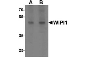 Western blot analysis of WIPI1 in rat colon tissue lysate with WIPI1 antibody at (A) 1 and (B) 2 ug/mL. (WIPI1 anticorps  (C-Term))