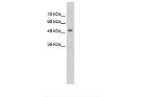 Image no. 1 for anti-Methyl CpG Binding Protein 2 (MECP2) (N-Term) antibody (ABIN203466) (MECP2 anticorps  (N-Term))