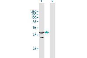 Western Blot analysis of UBXN1 expression in transfected 293T cell line by UBXN1 MaxPab polyclonal antibody. (UBXN1 anticorps  (AA 1-312))
