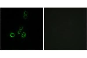 Immunofluorescence analysis of MCF7 cells, using OR51F2 Antibody.