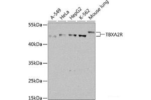 Western blot analysis of extracts of various cell lines using TBXA2R Polyclonal Antibody at dilution of 1:1000. (TBXA2R anticorps)