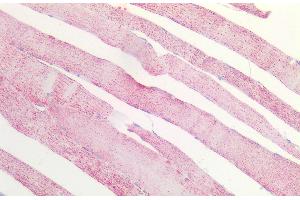 ABIN5539864 (5 μg/mL) staining of paraffin embedded Human Skeletal Muscle.
