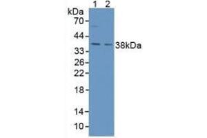 Figure. (AGA anticorps  (AA 24-260))