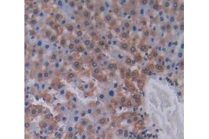IHC-P analysis of Kidney tissue, with DAB staining. (LAMB2 anticorps  (AA 939-1129))