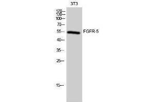 Western Blotting (WB) image for anti-Fibroblast Growth Factor Receptor-Like 1 (FGFRL1) (Internal Region) antibody (ABIN3175082) (FGFRL1 anticorps  (Internal Region))