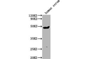 Western Blot Positive WB detected in human serum All lanes:IGHG3 antibody at 1:2000 Secondary Goat polyclonal to rabbit IgG at 1/50000 dilution Predicted band size: 42 kDa Observed band size: 42 kDa (IgG3 anticorps  (AA 312-324))