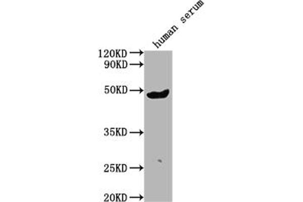 IgG3 anticorps  (AA 312-324)
