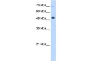 Western Blotting (WB) image for anti-Interferon Regulatory Factor 9 (IRF9) antibody (ABIN2460196) (IRF9 anticorps)