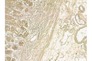 ABIN6262058 and ABIN6272308 at 1/100 staining human normal gastric tissue by IHC-P. (FFAR3 anticorps  (C-Term))