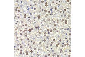 Immunohistochemistry of paraffin-embedded mouse liver using NASP Antibody. (NASP anticorps)