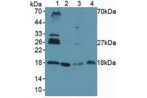 Western blot analysis of (1) Human Lung Tissue, (2) Human HeLa cells, (3) Porcine Spleen Tissue and (4) Porcine Uterus Tissue. (UBE2I anticorps  (AA 33-158))