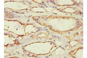 Immunohistochemistry of paraffin-embedded human kidney tissue using ABIN7142945 at dilution of 1:100