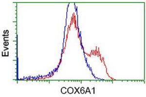 Flow Cytometry (FACS) image for anti-Cytochrome C Oxidase Subunit VIa Polypeptide 1 (COX6A1) antibody (ABIN1497582) (COX6A1 anticorps)