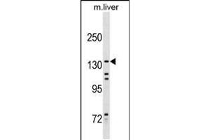 Western blot analysis in mouse liver tissue lysates (35ug/lane). (KIF15 anticorps  (AA 777-804))