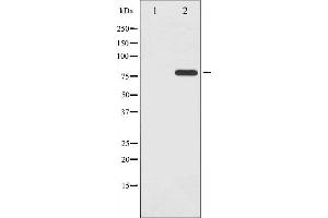 Western blot analysis of Tau phosphorylation expression in Mouse brain tissue lysates,The lane on the left is treated with the antigen-specific peptide. (MAPT anticorps  (pThr205))
