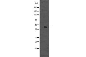 Western blot analysis of DDB2 expression in Hela cell lysate,The lane on the left is treated with the antigen-specific peptide. (DDB2 anticorps  (C-Term))