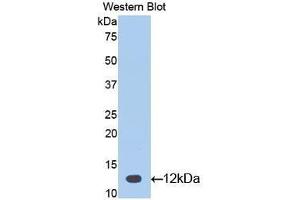 Western Blotting (WB) image for anti-Glycoprotein Hormones, alpha Polypeptide (CGA) (AA 25-120) antibody (ABIN1077933) (CGA anticorps  (AA 25-120))