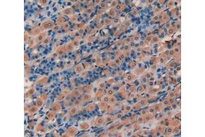 IHC-P analysis of stomach tissue, with DAB staining. (HAO1 anticorps  (AA 102-357))