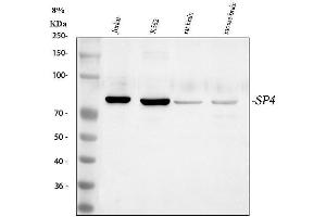 anti-Sp4 Transcription Factor (SP4) (AA 29-44), (N-Term) antibody