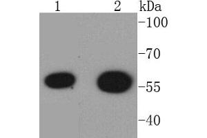 Lane 1: 293T Cell lysates, Lane 2: K562 lysates, probed with HDAC2 (3B7) Monoclonal Antibody  at 1:1000 overnight at 4˚C. (HDAC2 anticorps)